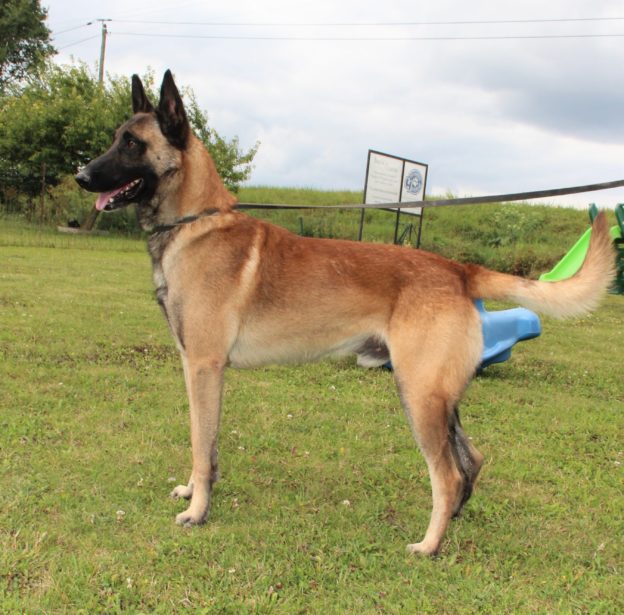 Reproducteur | Malinois | LOF | Elevage canin | Berger Malinois | Chiot