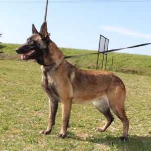 Reproducteur | Malinois | LOF | Elevage | Paradisdesedelweiss |