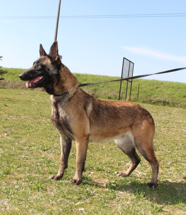 Reproducteur | Malinois | LOF | Elevage | Paradisdesedelweiss |