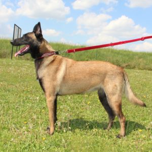 Reproducteur | Malinois | LOF | Elevage | Paradisdesedelweiss |