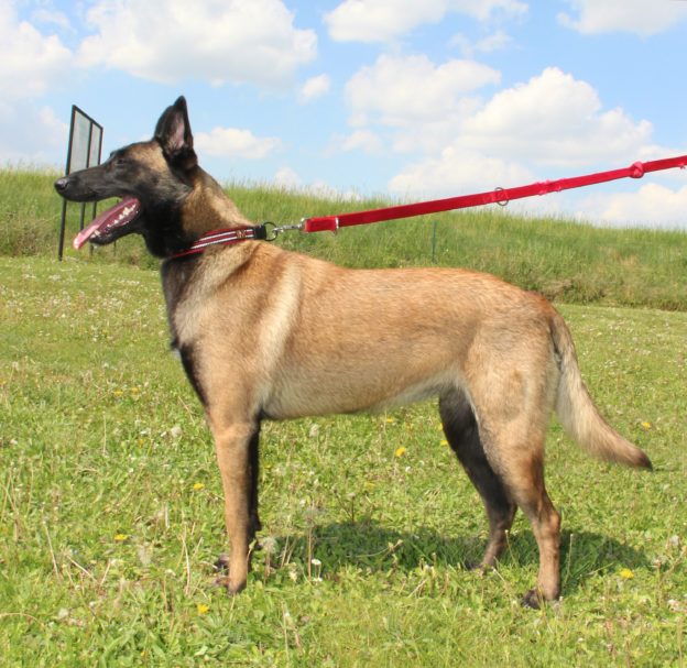 Reproducteur | Malinois | LOF | Elevage | Paradisdesedelweiss |