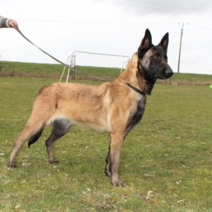 Reproducteur | Malinois | LOF | Elevage canin | Berger Malinois | Chiot