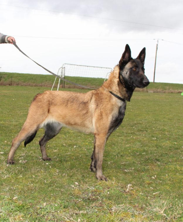 Reproducteur | Malinois | LOF | Elevage canin | Berger Malinois | Chiot