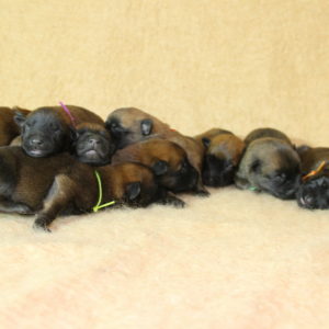 Chiots | Malinois | LOF | Elevage | Paradisdesedelweiss |