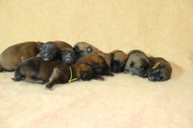 Chiots | Malinois | LOF | Elevage | Paradisdesedelweiss |