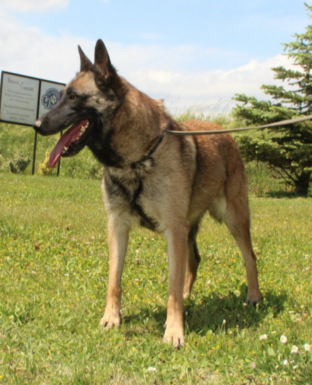 Reproducteur | Malinois | LOF | Elevage canin | Berger Malinois | Chiot