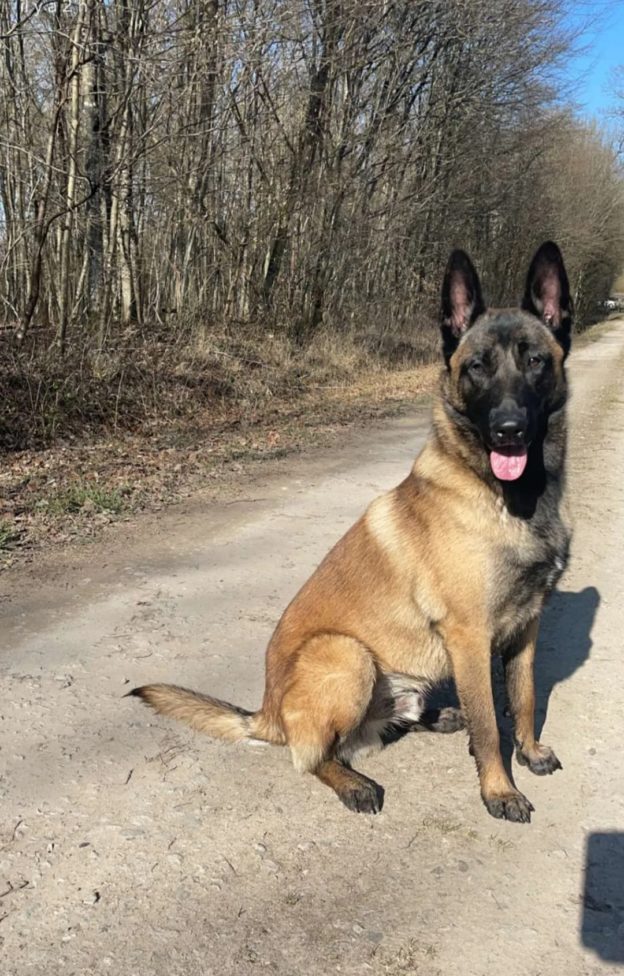 Reproducteur | Malinois | LOF | Elevage canin | Berger Malinois | Chiot