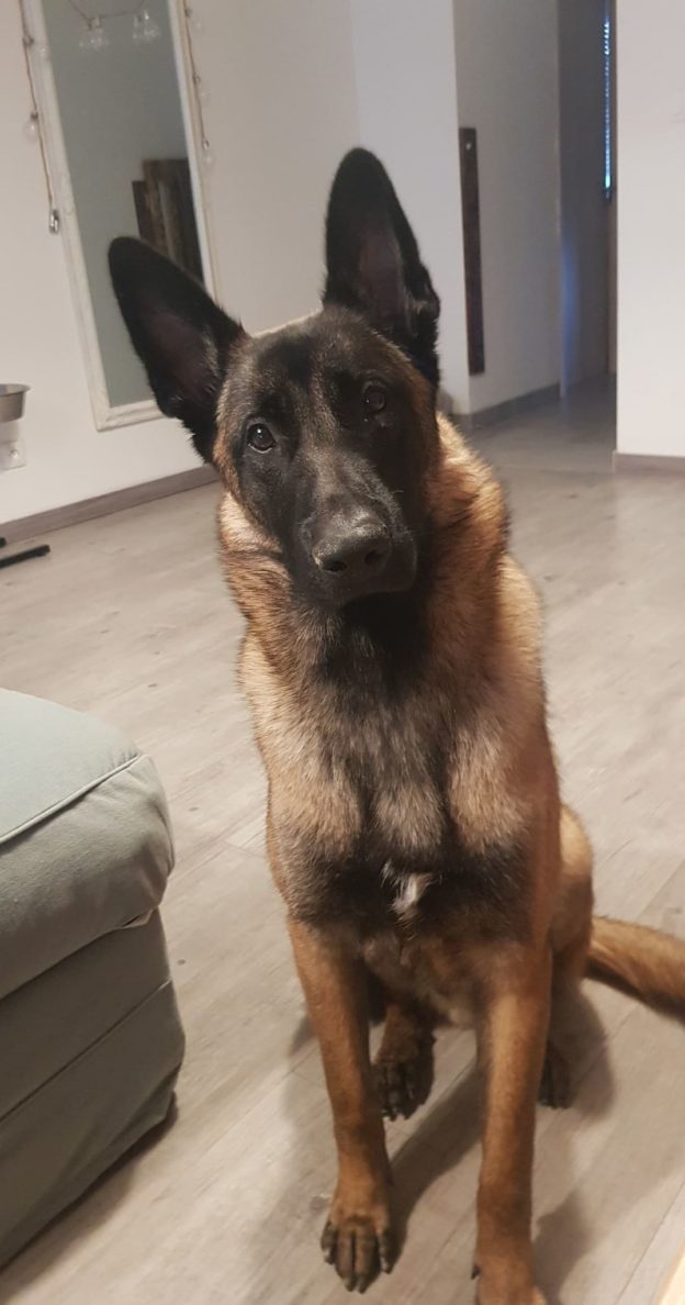 Reproducteur | Malinois | LOF | Elevage canin | Berger Malinois | Chiot