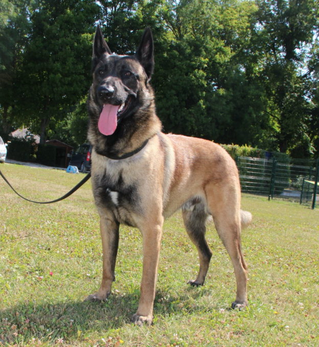 Reproducteur | Malinois | LOF | Elevage canin | Berger Malinois | Chiot