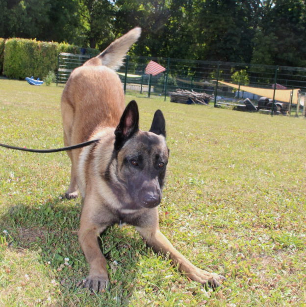 Reproducteur | Malinois | LOF | Elevage canin | Berger Malinois | Chiot