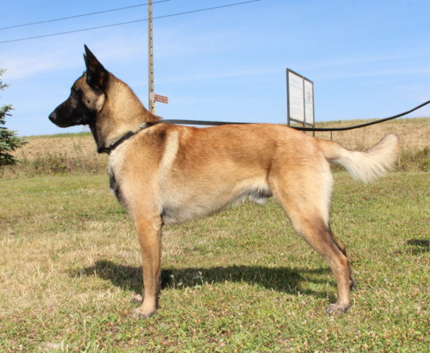 Reproducteur | Malinois | LOF | Elevage canin | Berger Malinois | Chiot