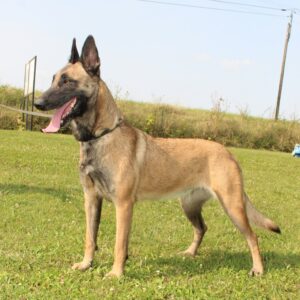 Tikio des Malistaffs