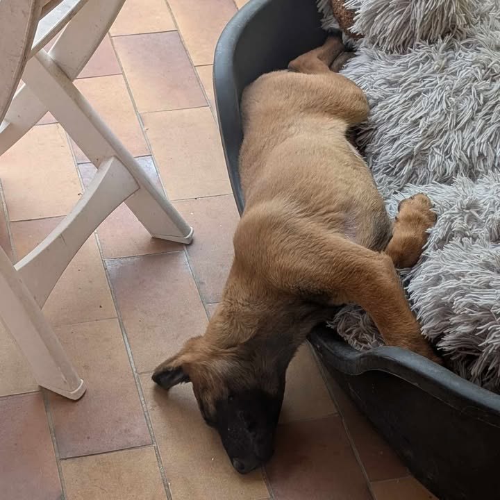 A'Vortex malinois