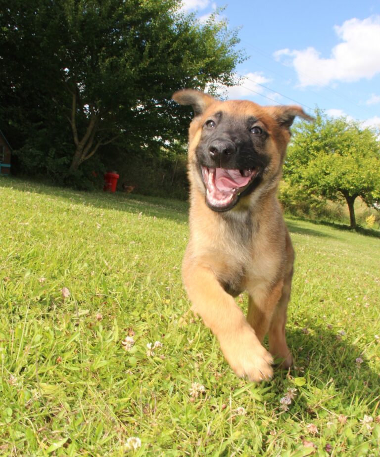 Chiot du paradis des edelwiess