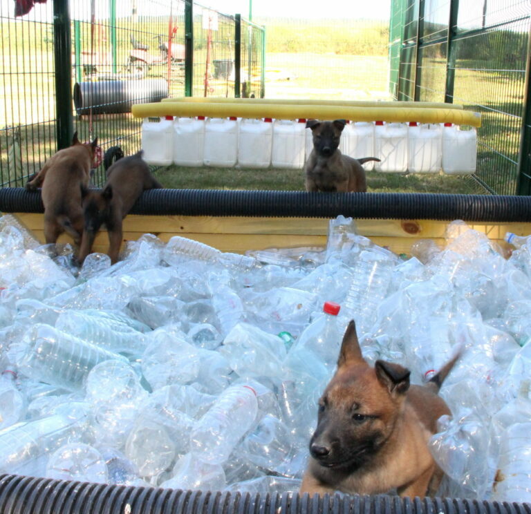 piscine de bouteilles pour faire beaucoup de bruit quand le chiot passe