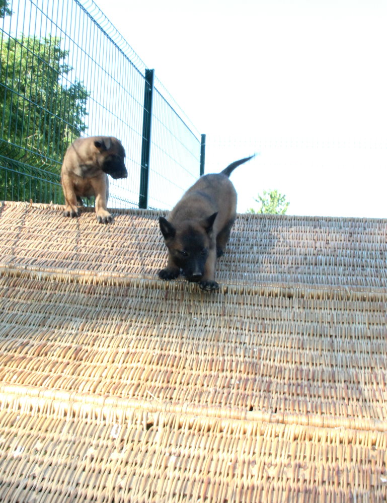 Chiots Maybee Eveil'land (8)