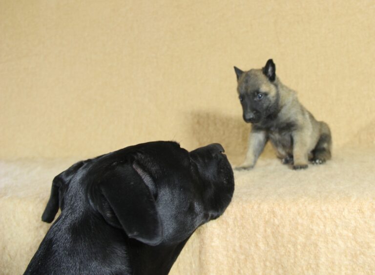 Kali et un chiot disponible du paradis des edelwiess