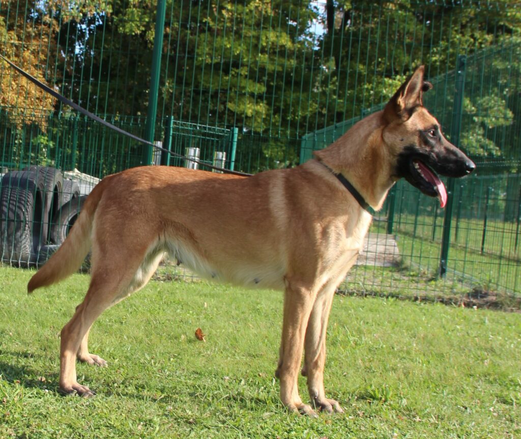 Roxy du paradis des edelweiss, berger malinois depout dans l'herbe