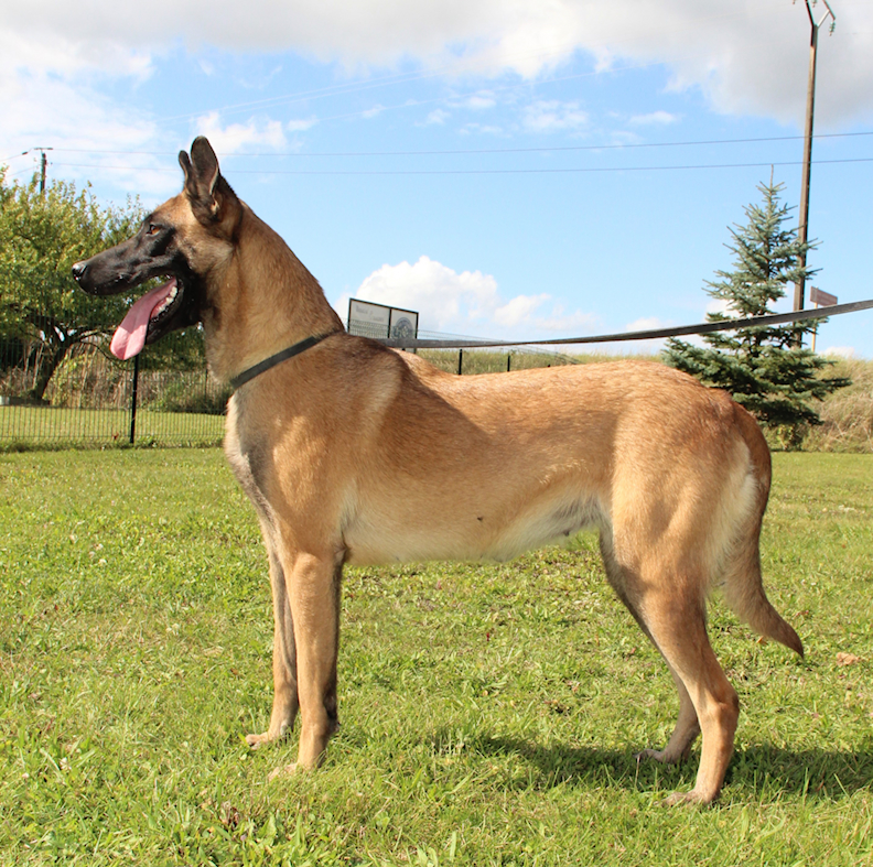 Shadow du Domaine des Crocs d_Argent photo en laisse officiel du chien