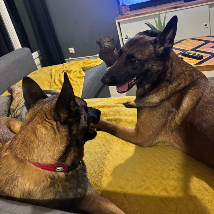 Tacco & Taia berger malinois du paradis des edelweiss
