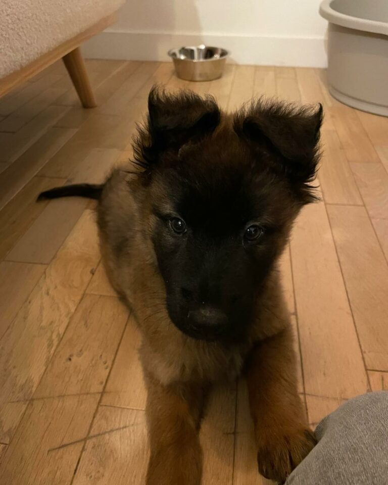 Umka du Paradis des Edelweiss.