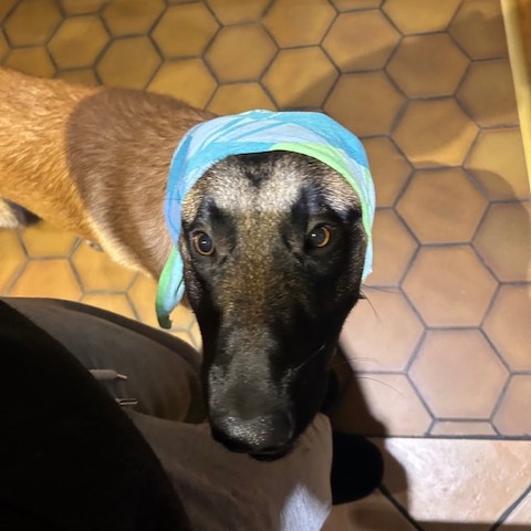 Uno berger malinois