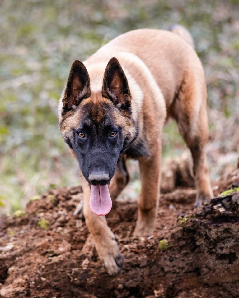 Urus berger belge malinois lof du paradis des edelwiess