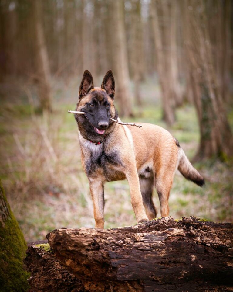 Urus berger malinois du paradis des edelwiess