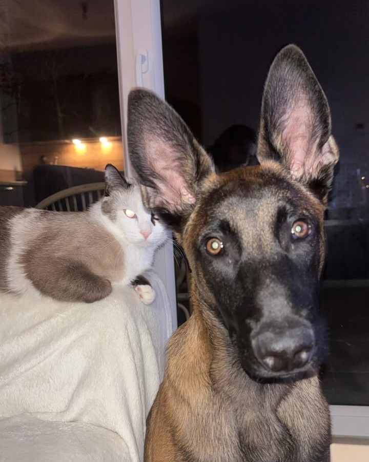 V'Kinaï du paradis des edelweis et le chat