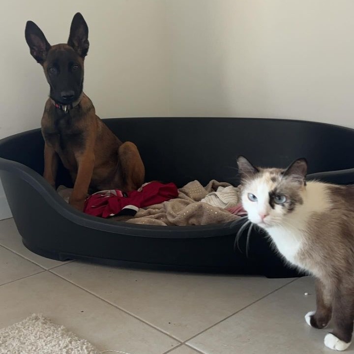 V'Kinaï du paradis des edelweis sociabilisé avec les chats