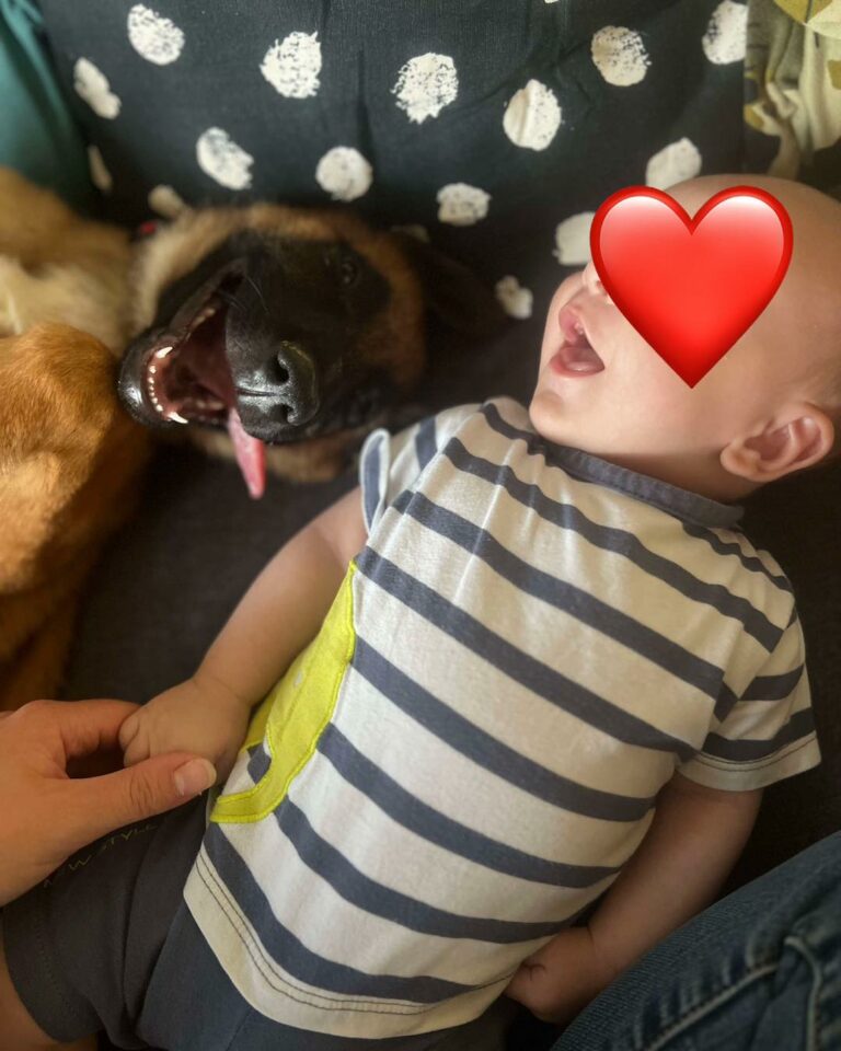 V’Marcus malinois et son nouvelle amis en bas age