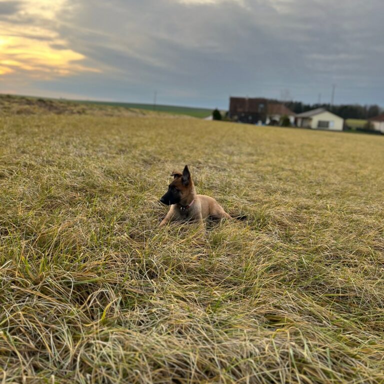 Vaïana