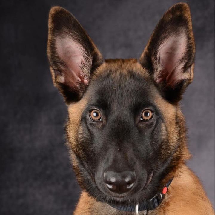 Vasco chien malinois