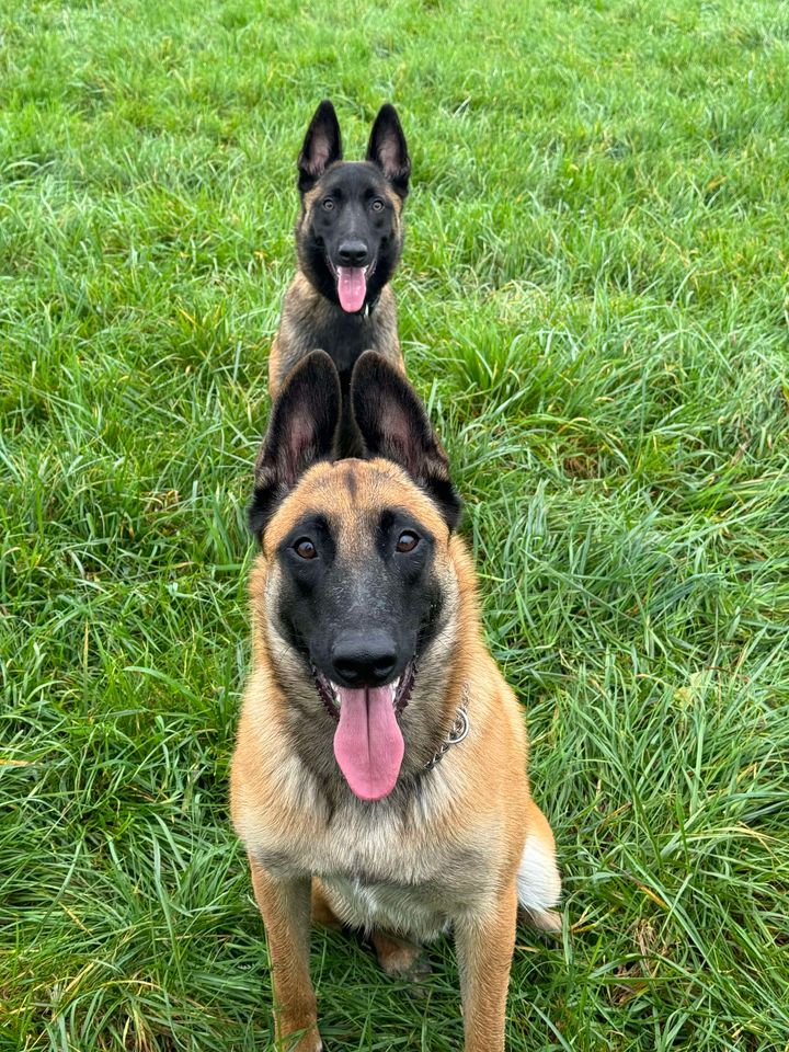 Veyron du paradis des edelweiss malinois de famille lof