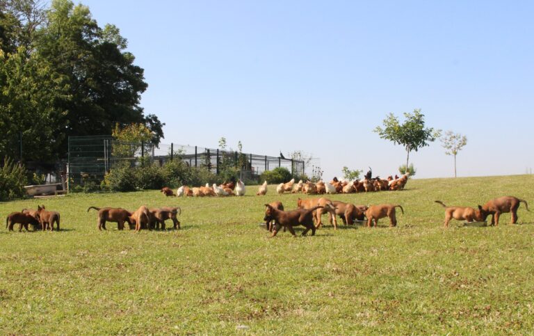 Chiots Berger Malinois mangeant des croquettes à côté de poules en plein air