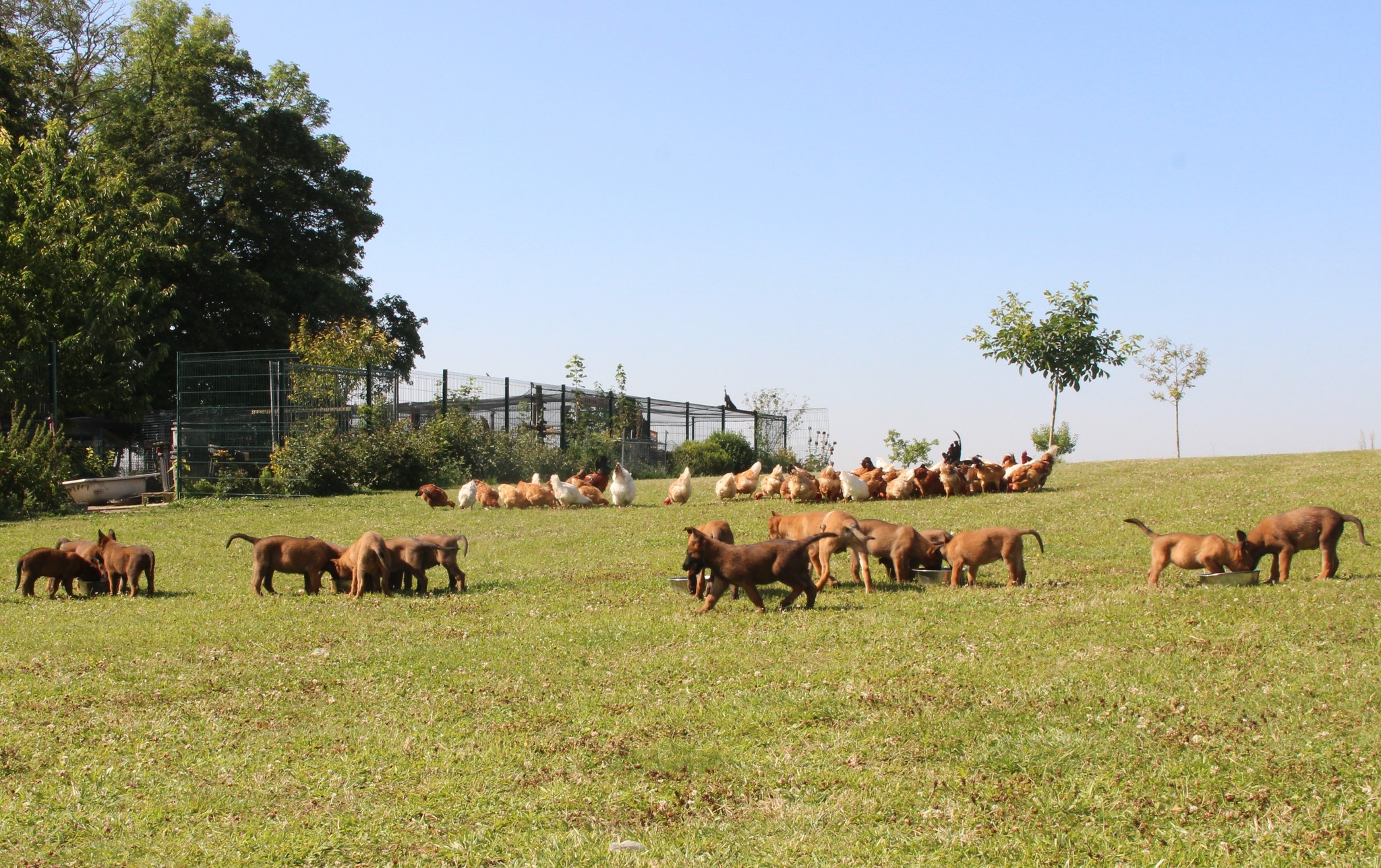 Chiots Berger Malinois mangeant des croquettes à côté de poules en plein air