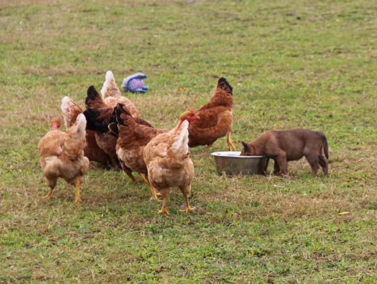 chiot Paradis des Edelweiss avec des poules