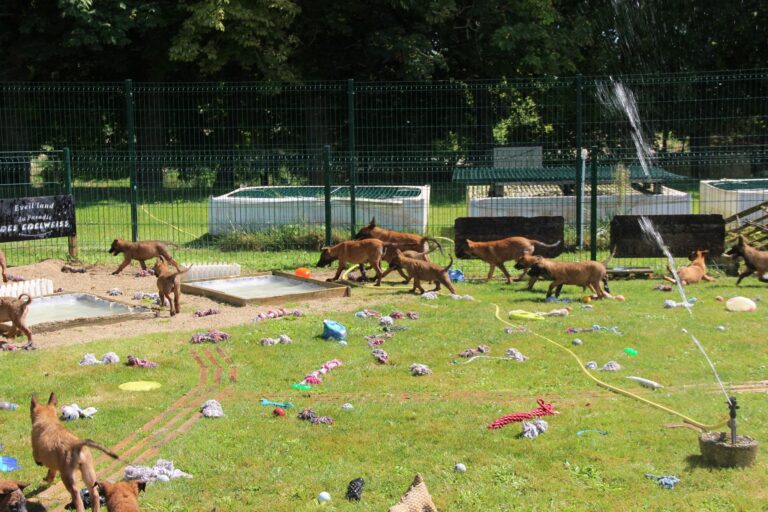 canidrome, sociabilisation des chiots