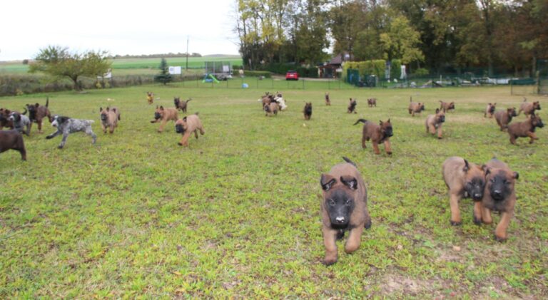 chiots du paradis des edelwiess