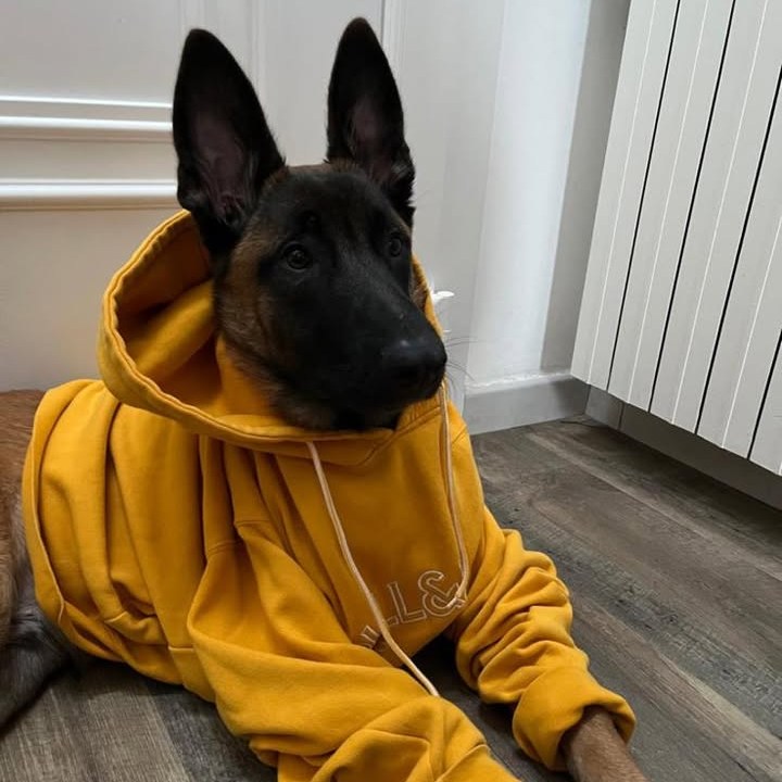 malinois U'Loak du Paradis des Edelweiss