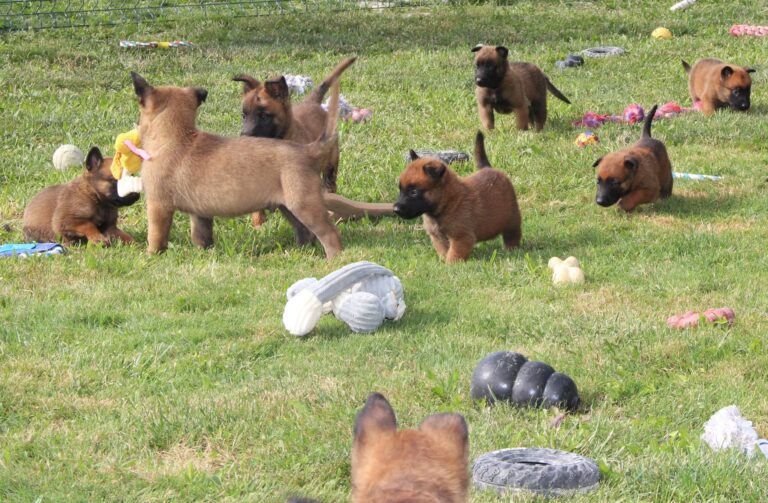 parc de sociabilisation chiots lof et non lof du paradis des edelweiss
