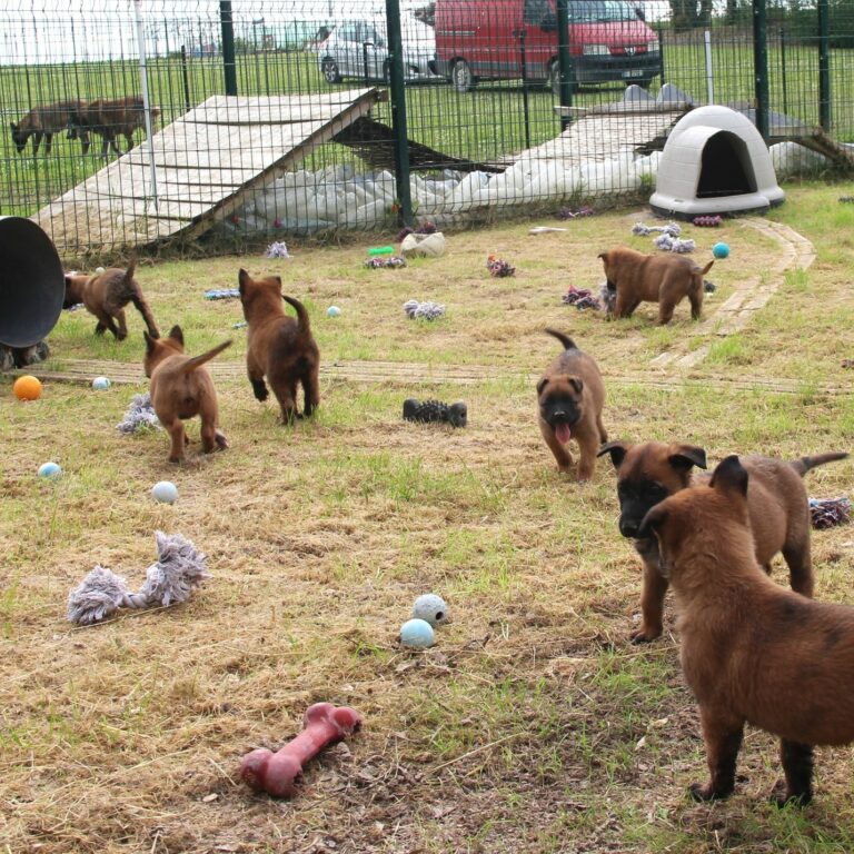 parc de sociabilisation entre chiots en été