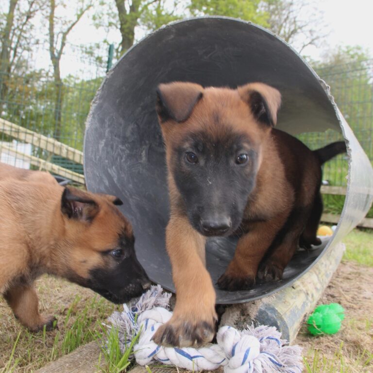 parc de sociabilisation entre chiots berger malinois du paradis