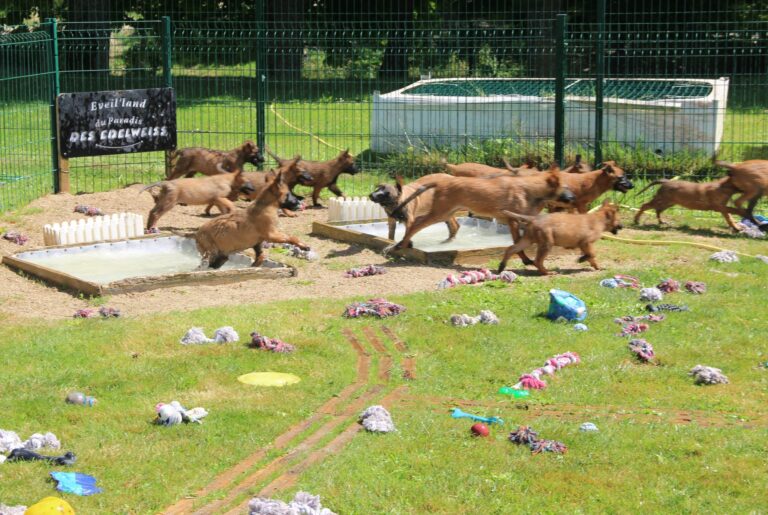 parc de sociabilisation entre malinois