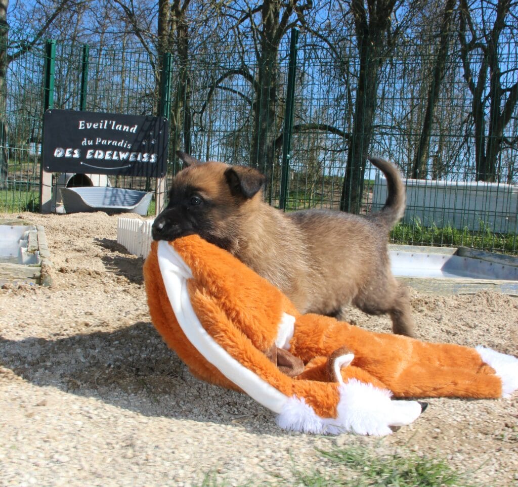 bebe chiot malinois avec une peluche dans la bouche