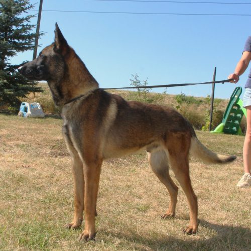 Male Belgian Malinois standing in the grass