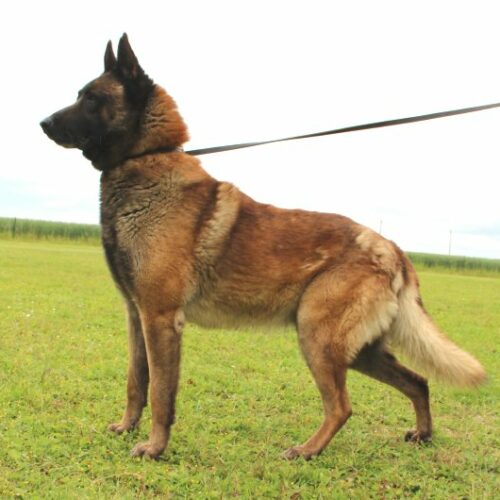 Irkan, chien de berger malinois au paradis des edelweiss