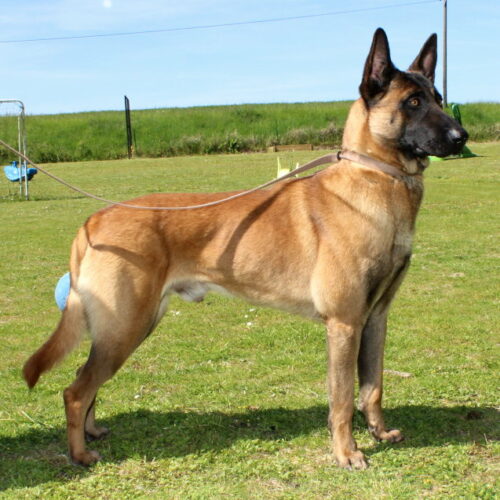 Jeep, un chien du paradis des edelweiss lof
