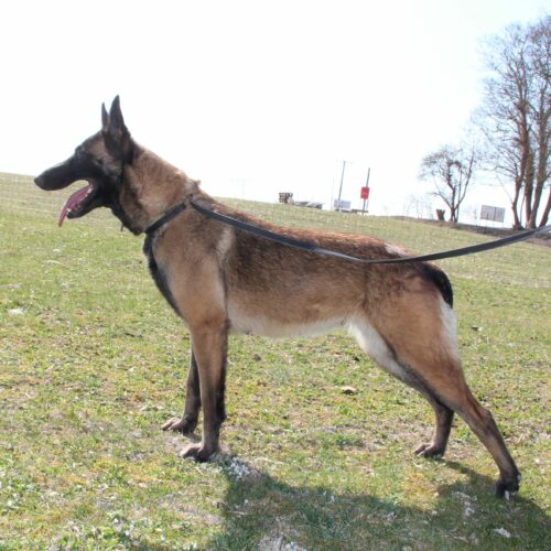 Laya du paradis des edelweiss chien dans l'herbe