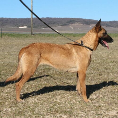 chien de berger malinois du paradis des edelweiss pour reproduction dans de l'herbe
